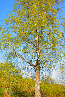 Beautiful birch tree in springtime