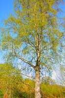 Beautiful birch tree in springtime