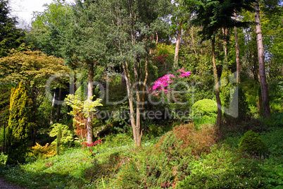 Pink azalea and conifer trees in the old garden