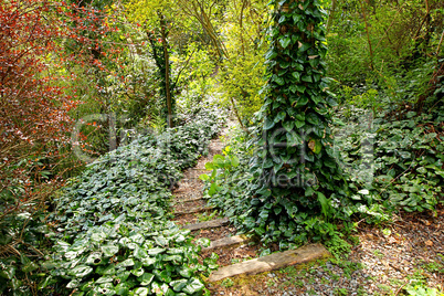 Old garden with steps and ivy