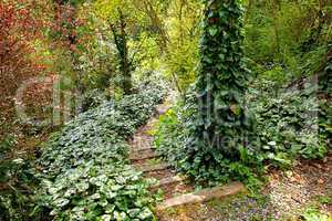 Old garden with steps and ivy