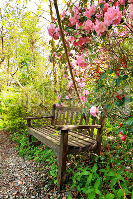 Beautiful romantic garden with wooden bench and azalea trees