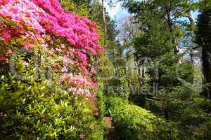 Pink azalea and conifer trees in the old garden