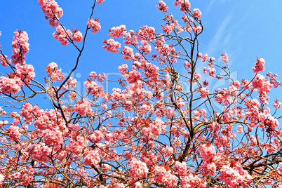 Japanese cherry tree branches against blue sky