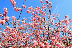 Japanese cherry tree branches against blue sky
