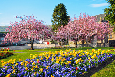 Blooming Japanese cherry trees in the streets