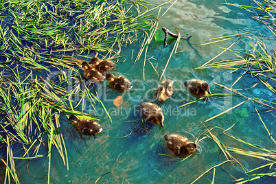 Cute little ducklings in the water