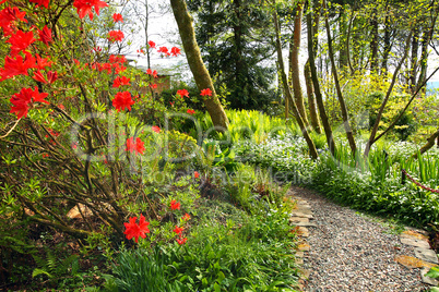 Beautiful Spring garden with red azalea and cobblestones path