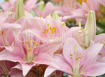 Pink Lilies