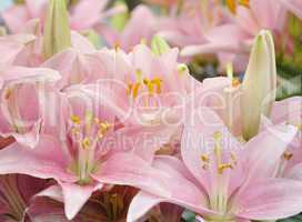 Pink Lilies