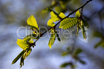 Leaves in Spring