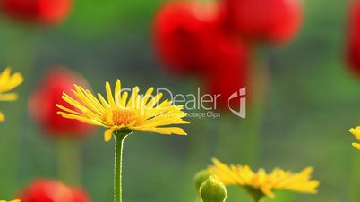 Yellow Camomile