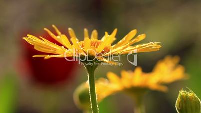 Yellow Camomile