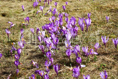 mountain flowers