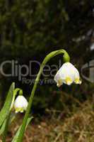 snowdrop after the rain