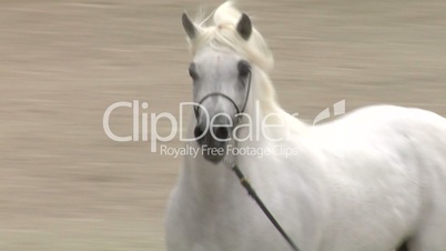 arab horse close up 03