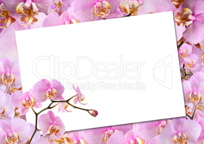 Greeting Card With Orchids