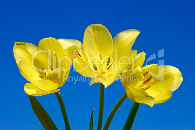 Tulips against dark blue sky