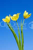 Yellow tulips