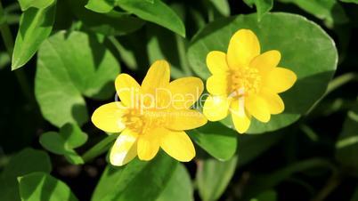 Spring blooms of yellow flowers primroses (Ranunculus ficaria) (Ficaria verna)