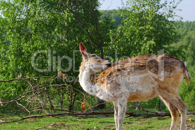 fallow deer doe