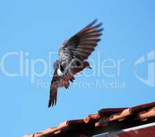 landing pigeon