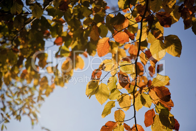 Herbstleuchten