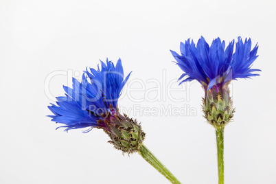 Centaurea cyanus