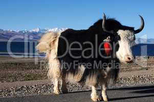 Tibetan yak at lakeside