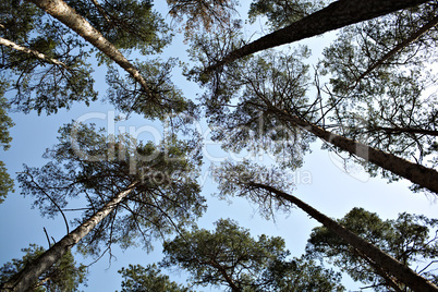 Lofty pine trees, sky