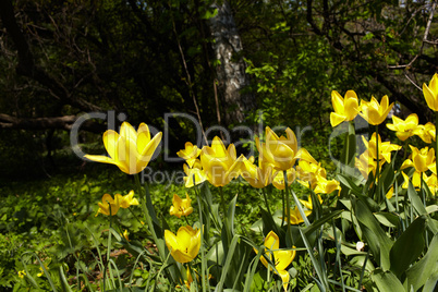 Yellow tulips