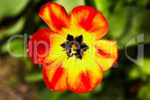 Red-yellow tulip