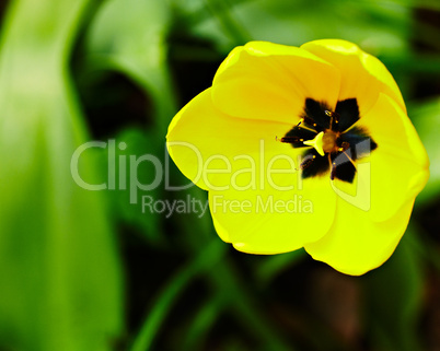 Yellow tulip