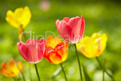 Tulips background