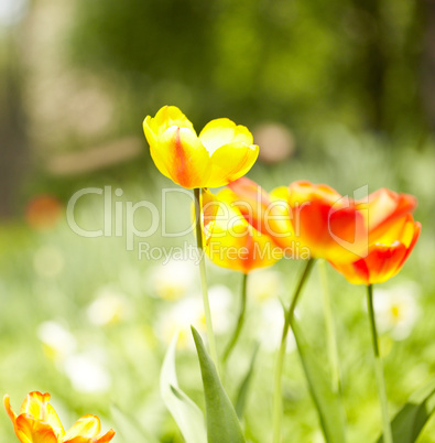 Yellow tulips, bokeh lights