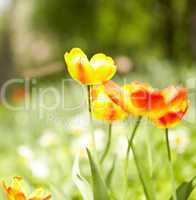 Yellow tulips, bokeh lights