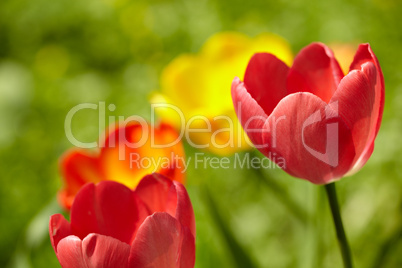 Tulips background