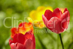 Tulips background