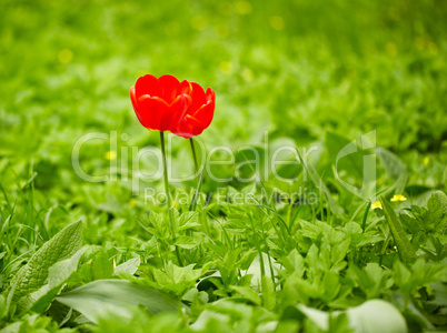 Red tulips, green grass