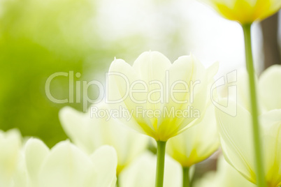 White tulips