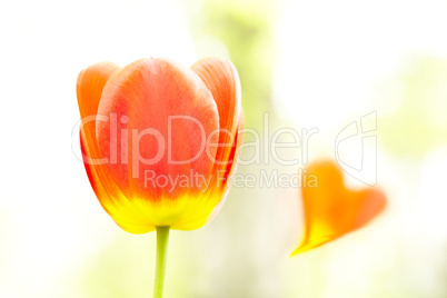 Tulip and heart