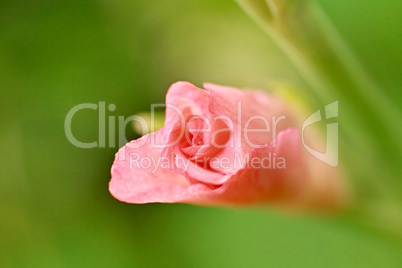 Gladiola buds close up