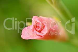 Gladiola buds close up