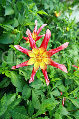 Dahlia, Mercuria