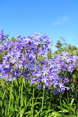 Beautiful Blue Alium blossom