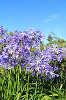 Beautiful Blue Alium blossom