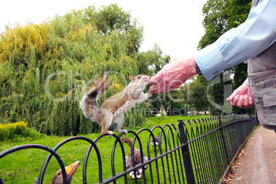 Old man feeding a squirrel in St James Park, London