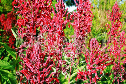 Lobelia Tupa