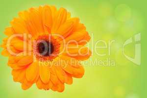 Orange flower on a green background