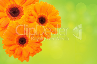 Orange flower on a green background